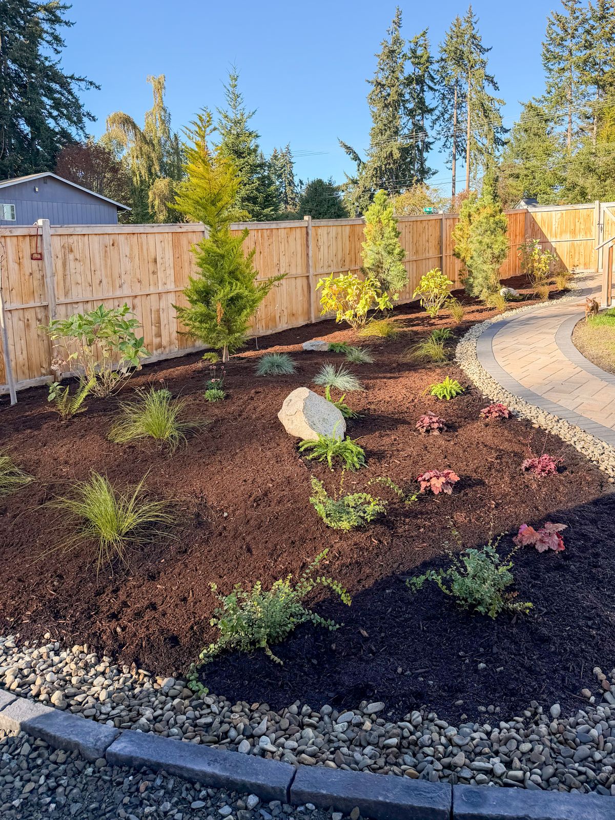 New planting bed with young conifers, grasses and a boulder beside a curved paver walkway